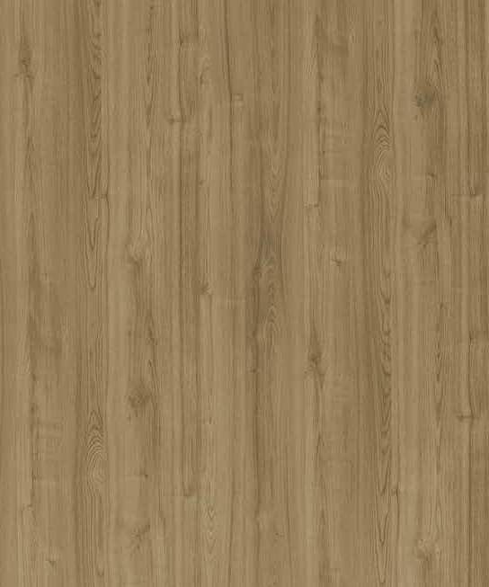 Merino Narrow Leaved Elm